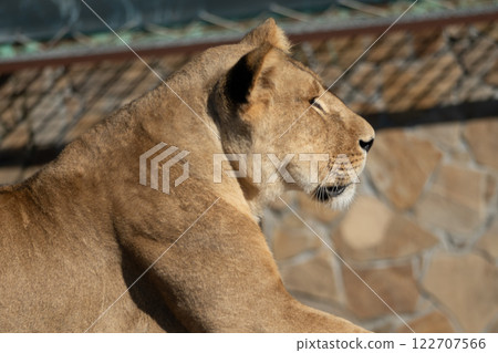 Lioness, Zoo, Resting - A female lion resting in a zoo enclosure. 122707566
