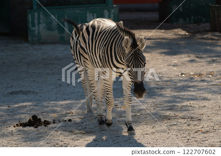 Zebra Zoo Enclosure Summer Day: Captive Zebra walks sunny zoo enclosure, daytime; animal exhibit showcasing wildlife conservation. 122707602