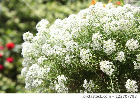 Alyssum 122707798