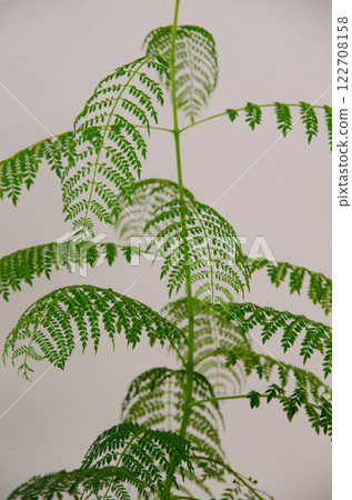Ferns 122708158