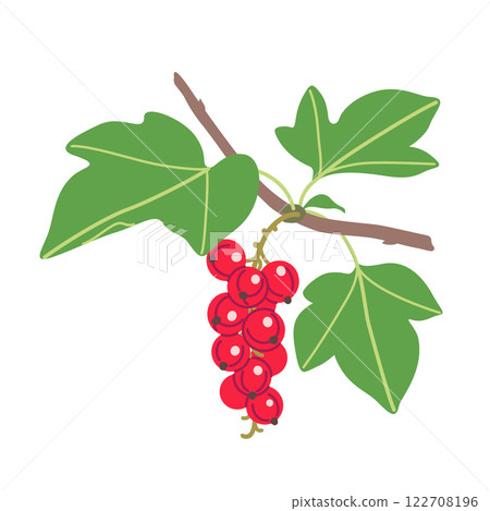 Red Currant Branch with Berries and Leaves 122708196