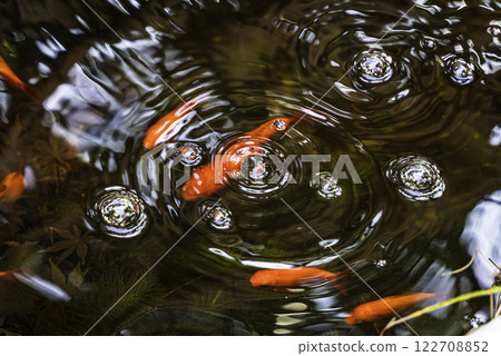 Goldfish floating in a pond 122708852