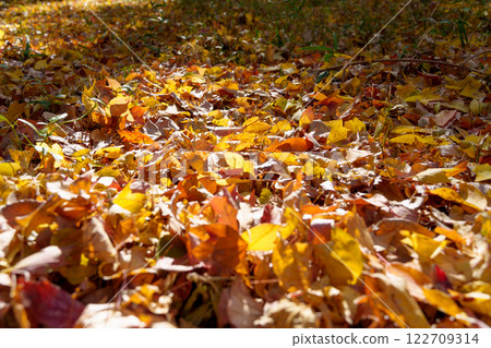 A carpet of colorful fallen leaves 122709314
