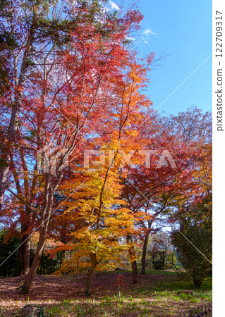 Autumn leaves at Jindai Botanical Gardens (Chofu, Tokyo) Autumn leaves at Jindai Botanical Gardens (Chofu, Tokyo) 122709317