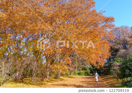 Autumn leaves of a large Lagerstroemia indicum (Jindai Botanical Gardens, Chofu, Tokyo) 122709319