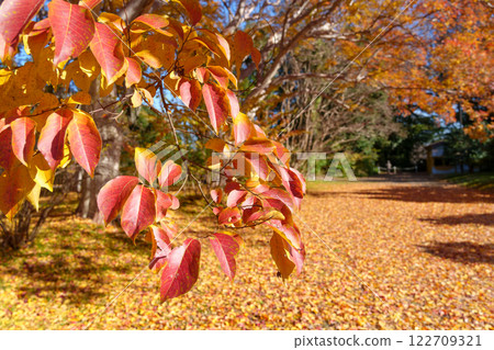 紫薇的秋葉 122709321