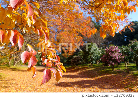 Autumnal leaves of Lagerstroemia indica Autumnal leaves of Lagerstroemia indica 122709322