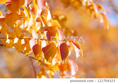 Autumnal leaves of Lagerstroemia indica Autumnal leaves of Lagerstroemia indica 122709323