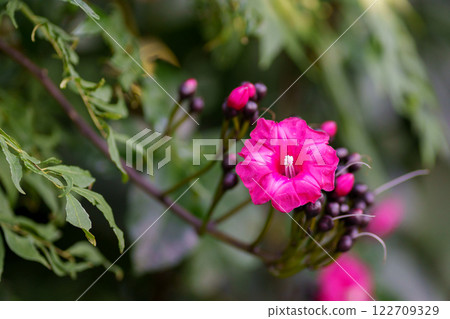 The vivid red-purple flowers of the morning glory 122709329