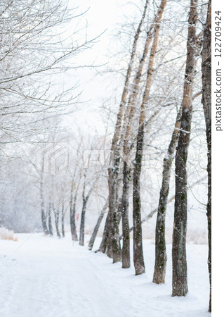 Snow covered trees create a serene and picturesque scene lining a tranquil path on a cold winter day, offering a peaceful escape into nature's beauty Snow covered trees create a serene and picturesque scene lining a tranquil path on a cold winter day, offering a peaceful escape into nature's beauty 122709424