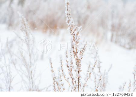 Snow-covered grass sways gently in the breeze on a serene winter day, creating a picturesque scene of tranquility and beauty in a snow-covered landscape Snow-covered grass sways gently in the breeze on a serene winter day, creating a picturesque scene of tranquility and beauty in a snow-covered landscape 122709428