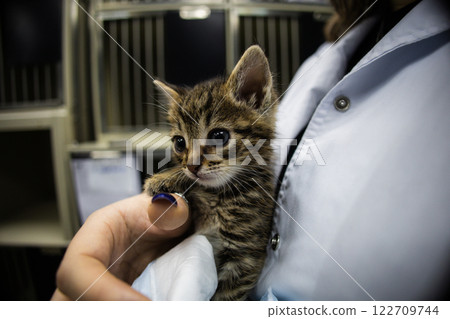 Veterinarian carefully holding a small striped kitten during a medical examination inside a veterinary clinic, providing essential care and treatment for the adorable feline patient. Veterinarian carefully holding a small striped kitten during a medical examination inside a veterinary clinic, providing essential care and treatment for the adorable feline patient. 122709744