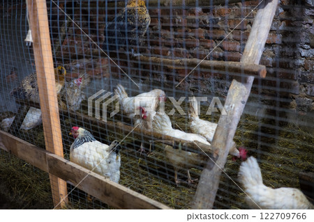 Chickens in a coop. Chickens and a rooster peck grain while standing on wooden planks and straw bedding in a chicken coop with wire mesh and brick walls, creating a rustic farmhouse atmosphere. Chickens in a coop. Chickens and a rooster peck grain while standing on wooden planks and straw bedding in a chicken coop with wire mesh and brick walls, creating a rustic farmhouse atmosphere. 122709766