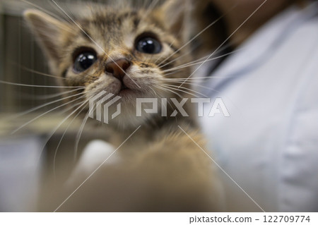Veterinarian in a lab coat gently holding an adorable kitten during a medical checkup, demonstrating love and care while providing essential healthcare for animals. Veterinarian in a lab coat gently holding an adorable kitten during a medical checkup, demonstrating love and care while providing essential healthcare for animals. 122709774