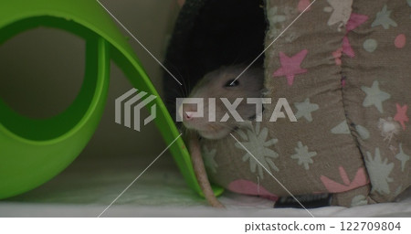 Close-up of a cute pet rat in its house. A pet gray rat with a pink nose curiously climbs out of a soft fabric house decorated with pink stars, located next to a green plastic tunnel. Close-up of a cute pet rat in its house. A pet gray rat with a pink nose curiously climbs out of a soft fabric house decorated with pink stars, located next to a green plastic tunnel. 122709804