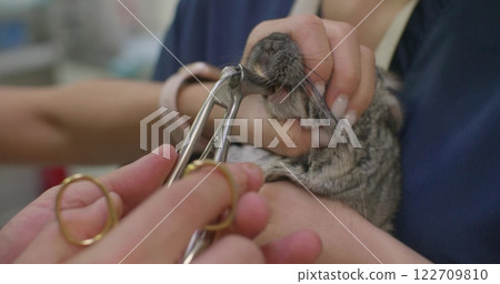 Professional veterinarian gently holding chinchilla, carefully trimming overgrown teeth using specialized dental pliers to maintain small rodent's oral health and well-being. 122709810