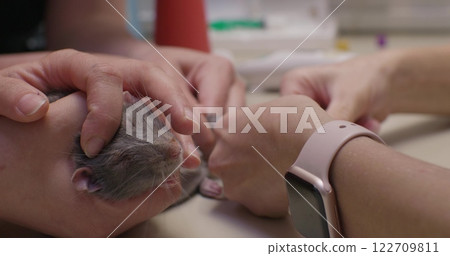 Veterinarian carefully extracting blood from a small vein in a domestic rat's body for diagnostic testing, demonstrating expertise in handling small animals and performing delicate procedures. 122709811