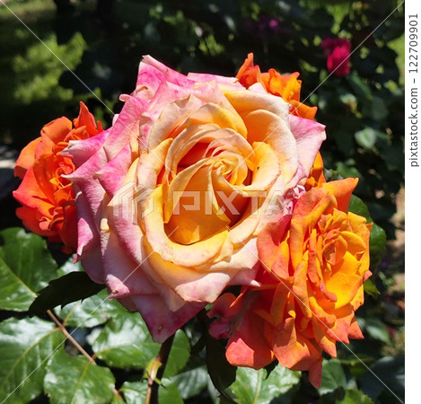 Colorful hybrid roses bloom under the sun in a vibrant garden during a warm afternoon Colorful hybrid roses bloom under the sun in a vibrant garden during a warm afternoon 122709901
