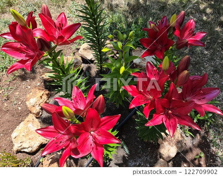 Vibrant red lilies bloom in a garden surrounded by fresh green foliage and stones on a sunny day Vibrant red lilies bloom in a garden surrounded by fresh green foliage and stones on a sunny day 122709902