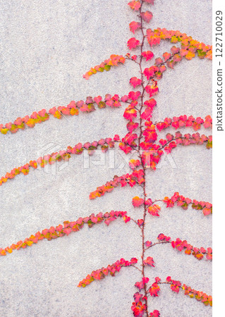 Ivy autumn leaves Ivy autumn leaves 122710029