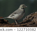 Bird photography on a clear day 122710382