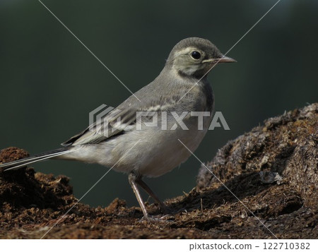 Bird photography on a clear day Bird photography on a clear day 122710382