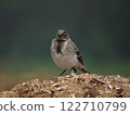 Sitting bird on a beautiful background 122710799