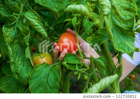 Man in white t-shirt sitting in greenhouse holding tomato in hand close-up Man in white t-shirt sitting in greenhouse holding tomato in hand close-up 122710852