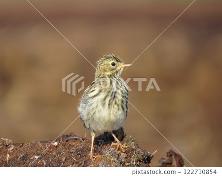Bird in the morning sun Bird in the morning sun 122710854