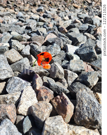 On a sunny day, a red poppy bloomed on the rocks On a sunny day, a red poppy bloomed on the rocks 122711026
