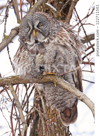Great Grey Owl sitting on a tree branch in the forest, Quebec, Canada 122711501