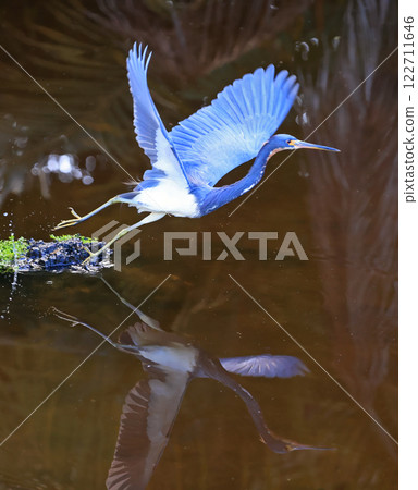 Tricolored Heron take off from the swamp with nice reflections on the water 122711646