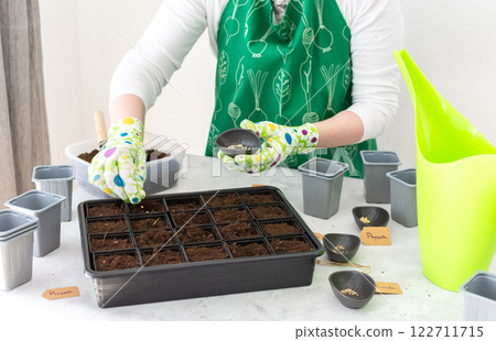 A woman gardener plants tomato and pepper seedlings in plastic forms 122711715