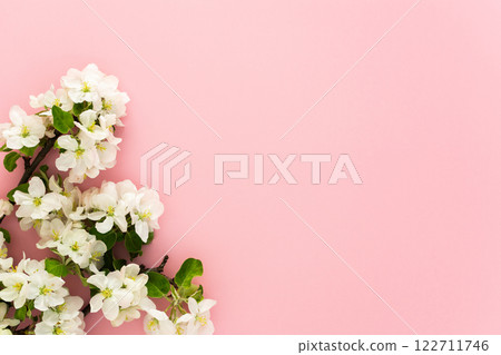 Blossoming apple tree branches on a pink background Blossoming apple tree branches on a pink background 122711746