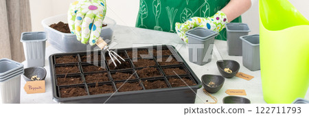 A woman gardener plants tomato and pepper seedlings in plastic forms A woman gardener plants tomato and pepper seedlings in plastic forms 122711793