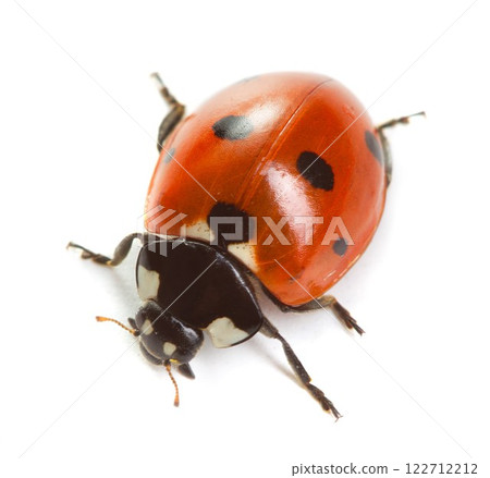Ladybug on white background 122712212