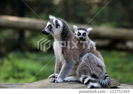 Baby ring-tailed lemur riding on its mother's back Baby ring-tailed lemur riding on its mother's back 122712565