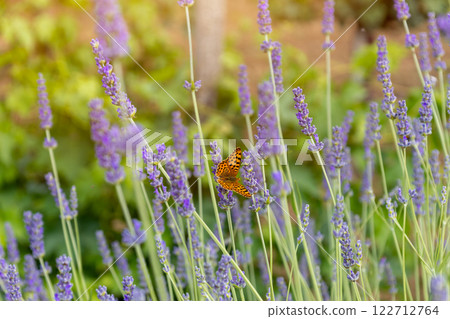 Close up and selective focus lavender flower blooming with butterfly in flower garden on sun day Close up and selective focus lavender flower blooming with butterfly in flower garden on sun day 122712764