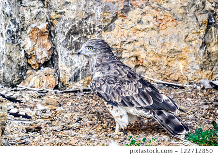Image of a Short-toed Eagle, it is a bird of the Accipitridae family in captivity in a recovery center in Solsones, in the province of Lleida, Catalonia 122712850