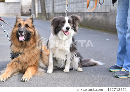 Shepherd and Border Collie Mate Fuse Walking Shepherd and Border Collie Mate Fuse Walking 122712851