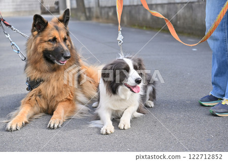 牧羊犬和邊境牧羊犬伴侶融合散步 122712852