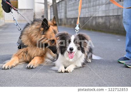 牧羊犬和邊境牧羊犬伴侶融合散步 122712853