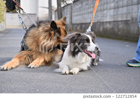 牧羊犬和邊境牧羊犬伴侶融合散步 122712854