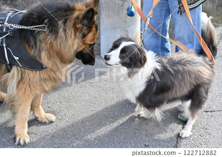 互相問候，牧羊犬和邊境牧羊犬，散步 122712882