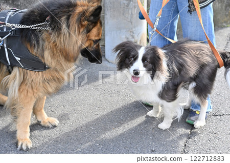 Greeting each other, Shepherd and Border Collie, walking 122712883