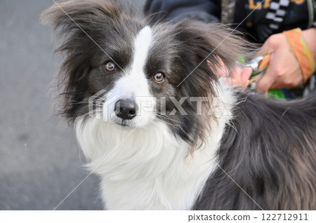Cute Border Collie looking up, eye contact, looking at camera 122712911