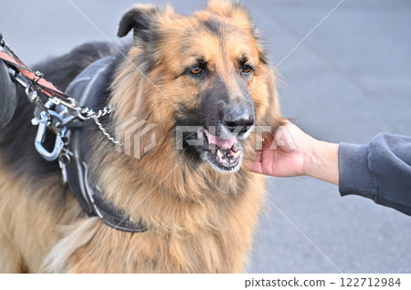 德國牧羊犬很高興被撫摸 122712984