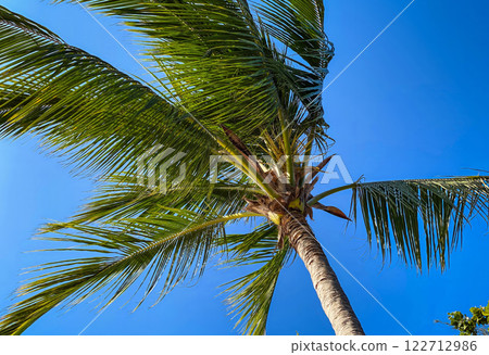 A palm tree with a large fan of leaves is standing tall in a clear blue sky. A palm tree with a large fan of leaves is standing tall in a clear blue sky. 122712986