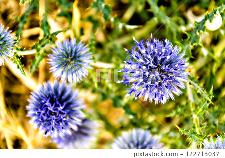 flower, blossom, thistle 122713037