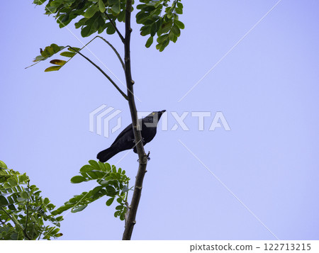 烏鴉甲蟲 122713215